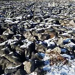 Burren Rock 3* Turlough (Clare)