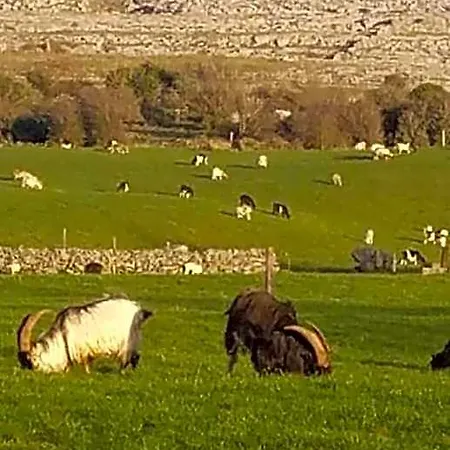 Burren Rock 3* Turlough (Clare)