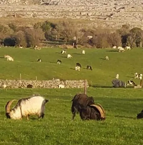 לינה וארוחת בוקר Burren Rock Turlough (Clare)